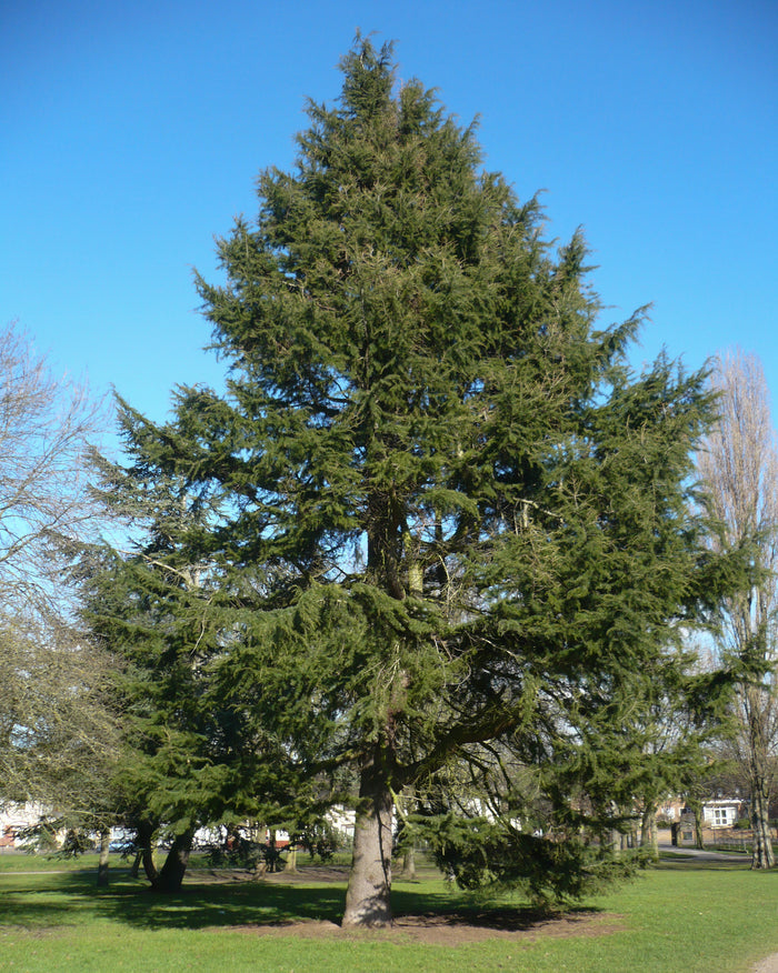 Deodar Cedar   20 Seeds   Cedrus deodara