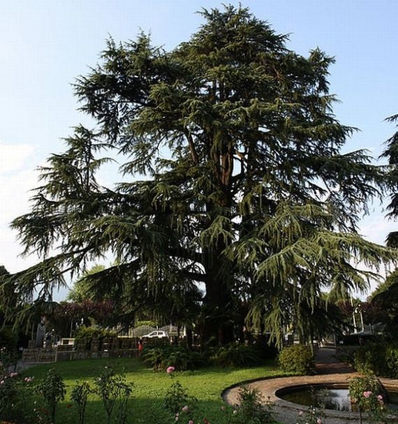 Deodar Cedar   20 Seeds   Cedrus deodara