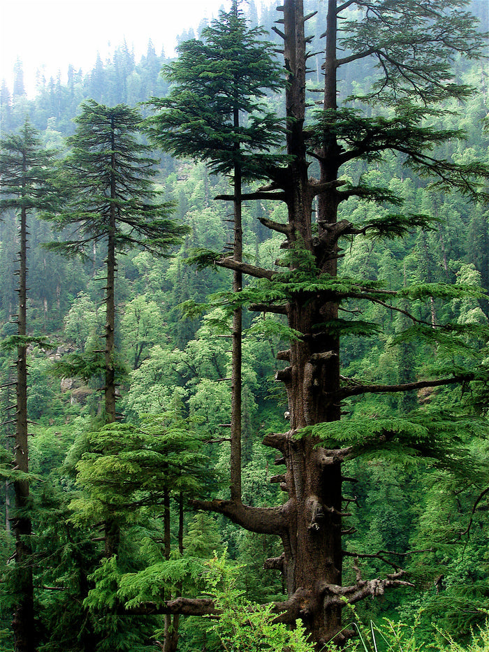 Deodar Cedar   20 Seeds   Cedrus deodara