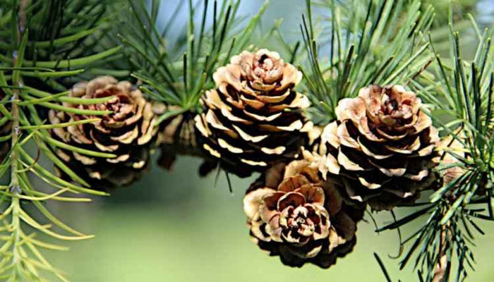 Deodar Cedar   20 Seeds   Cedrus deodara