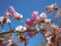 Desert Ironwood Olneya tesota 10 Seeds