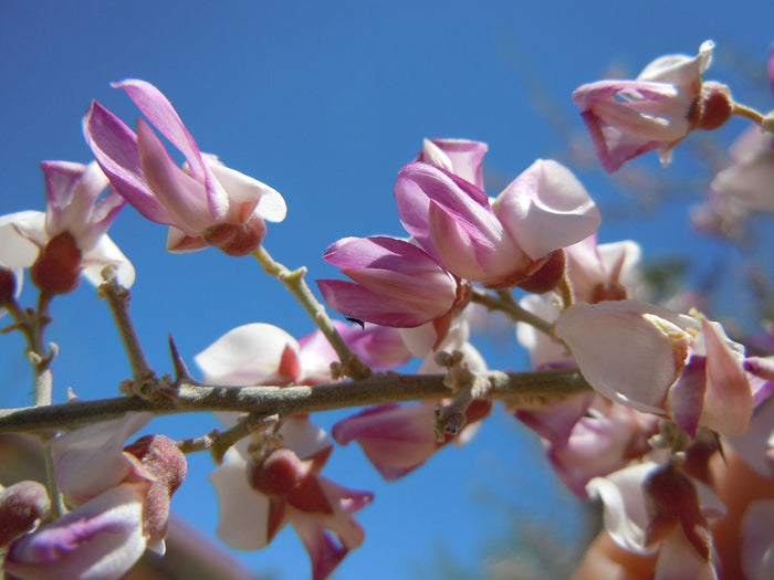 Desert Ironwood Olneya tesota 10 Seeds