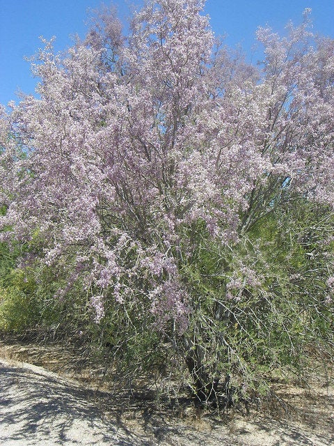 Desert Ironwood Olneya tesota 10 Seeds