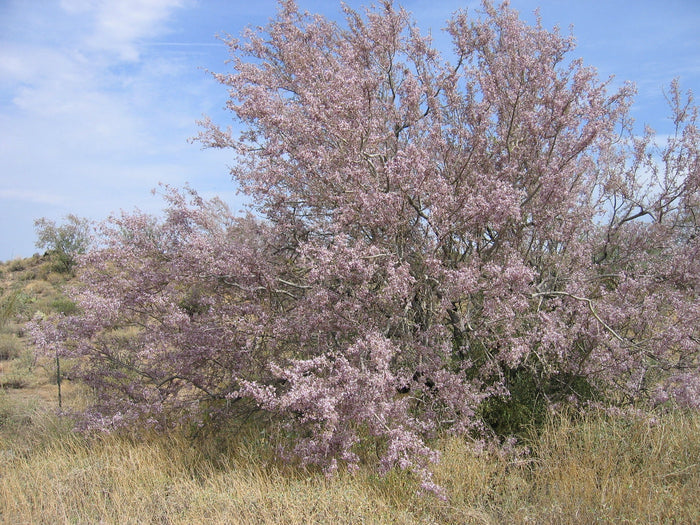 Desert Ironwood Olneya tesota 10 Seeds