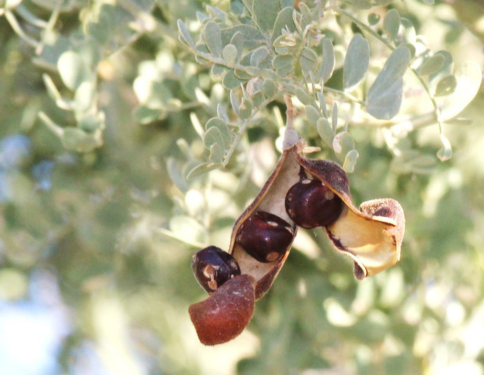 Desert Ironwood Olneya tesota 10 Seeds