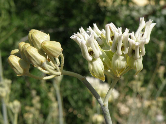 Desert Milkweed 20 Seeds Cane Milkweed Asclepias subulata