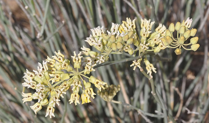 Desert Milkweed 20 Seeds Cane Milkweed Asclepias subulata