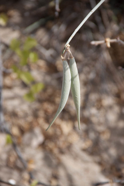 Desert Milkweed 20 Seeds Cane Milkweed Asclepias subulata