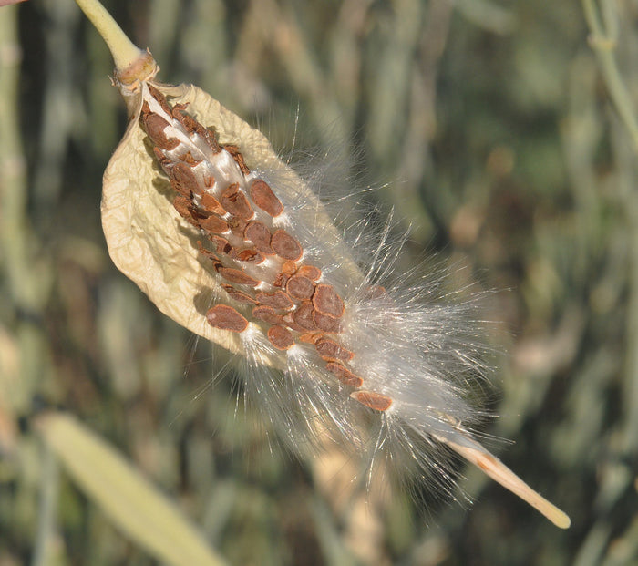 Desert Milkweed 20 Seeds Cane Milkweed Asclepias subulata