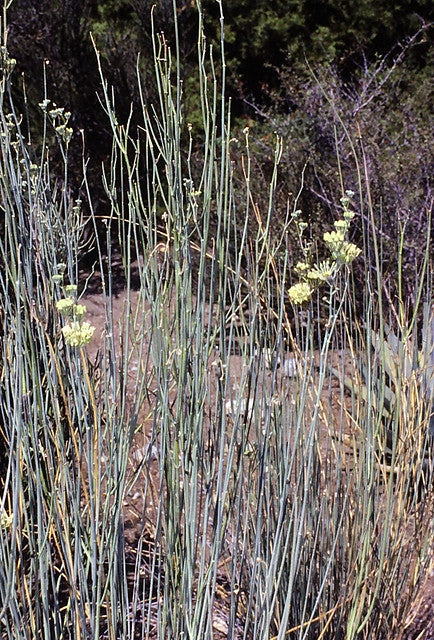 Desert Milkweed 20 Seeds Cane Milkweed Asclepias subulata