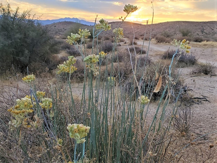Desert Milkweed 20 Seeds Cane Milkweed Asclepias subulata