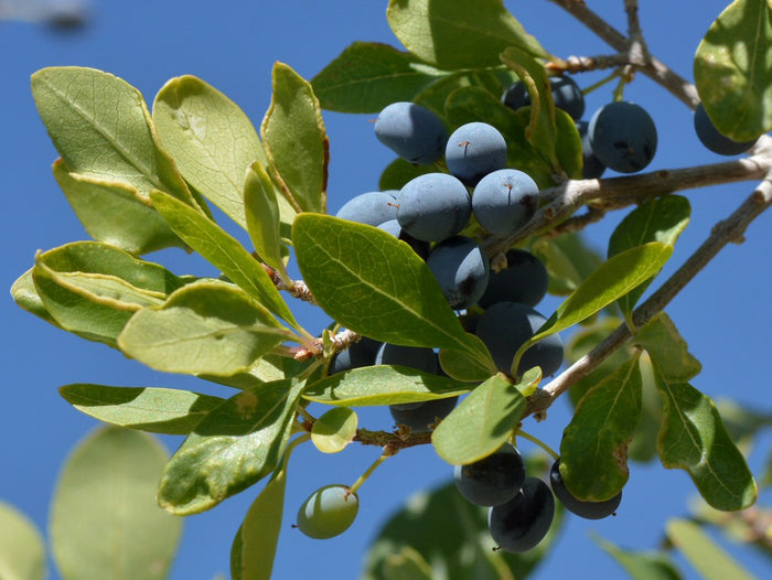 Desert Olive   5 Seeds   Forestiera pubescens
