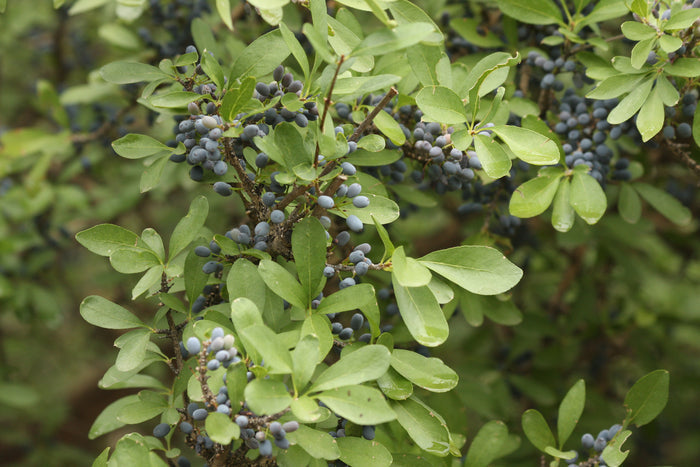 Desert Olive   5 Seeds   Forestiera pubescens