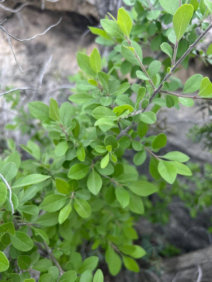 Desert Olive   5 Seeds   Forestiera pubescens