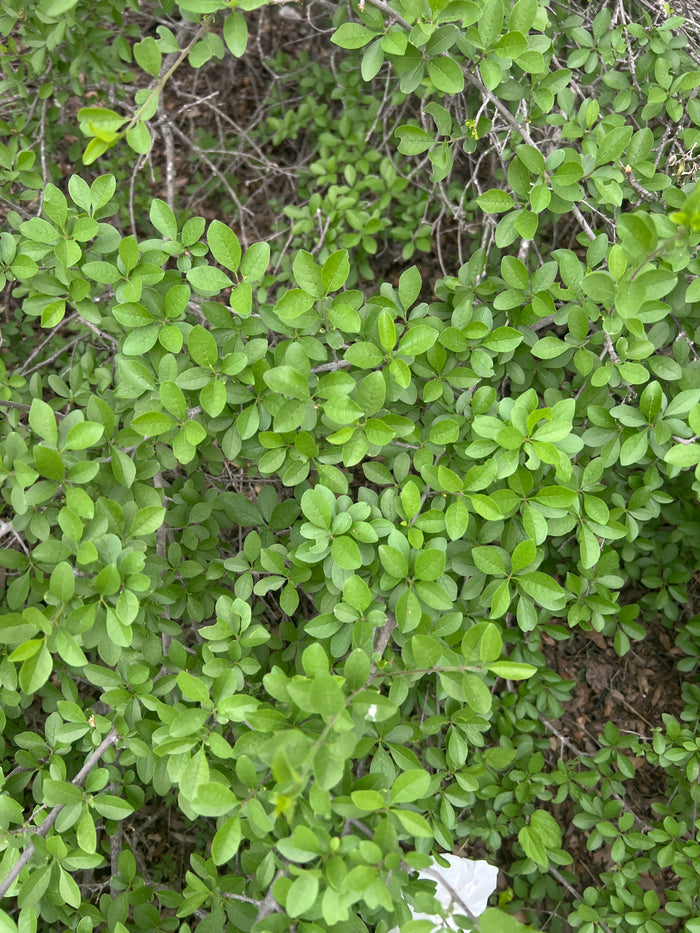 Desert Olive   5 Seeds   Forestiera pubescens