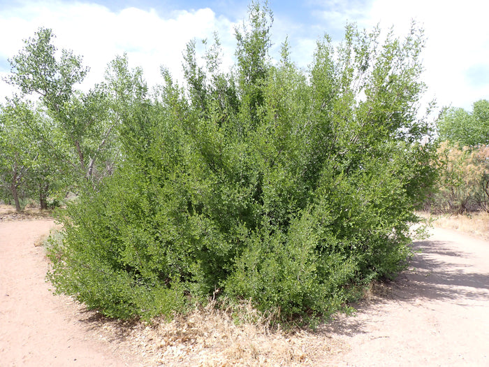 Desert Olive   5 Seeds   Forestiera pubescens