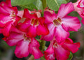 Desert Rose   10 Seeds   Adenium obesum