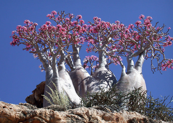 Desert Rose   10 Seeds   Adenium obesum