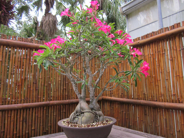 Desert Rose   10 Seeds   Adenium obesum