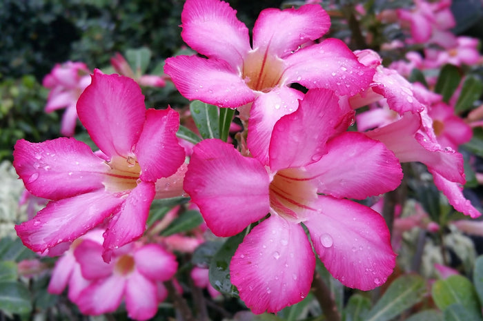 Desert Rose   10 Seeds   Adenium obesum