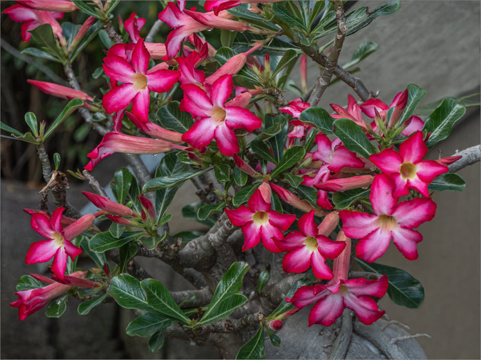 Desert Rose   10 Seeds   Adenium obesum