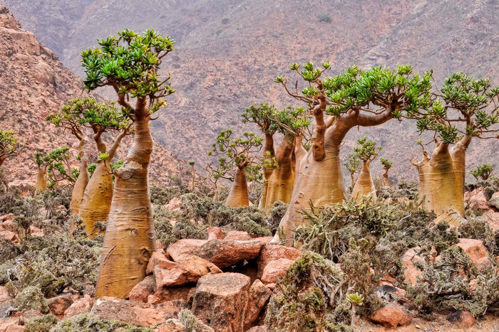 Desert Rose   10 Seeds   Adenium obesum