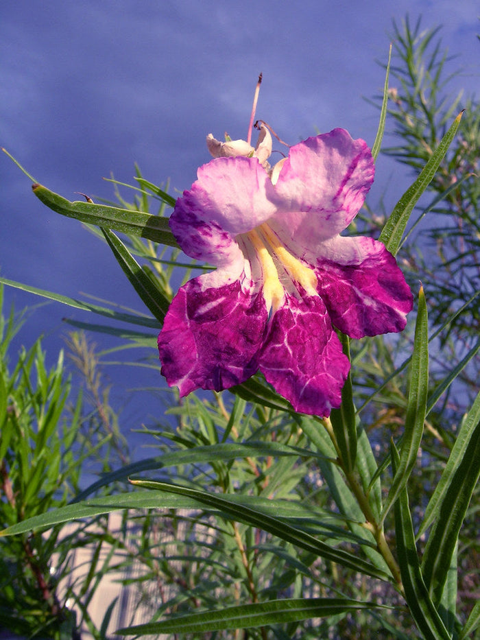 Desert Willow Chilopsis linearis 100 Seeds