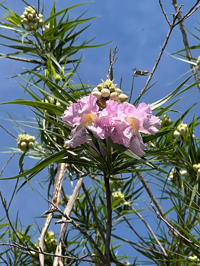 Desert Willow Chilopsis linearis 100 Seeds