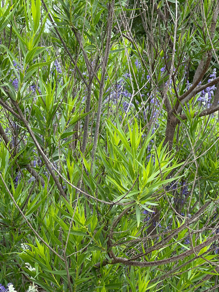 Desert Willow Chilopsis linearis 100 Seeds