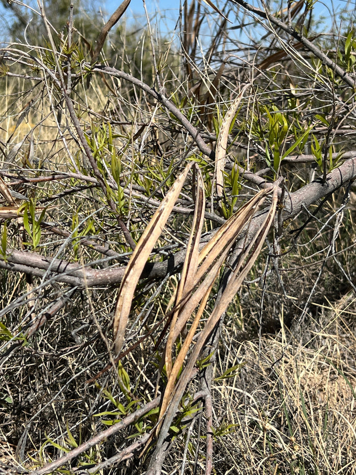Desert Willow Chilopsis linearis 100 Seeds