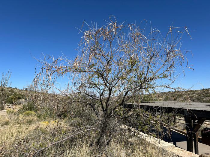 Desert Willow Chilopsis linearis 100 Seeds