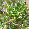 Desert Wolfberry Lycium andersonii 100 Seeds