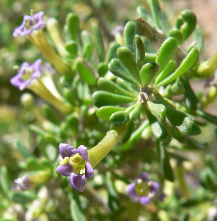 Desert Wolfberry Lycium andersonii 100 Seeds