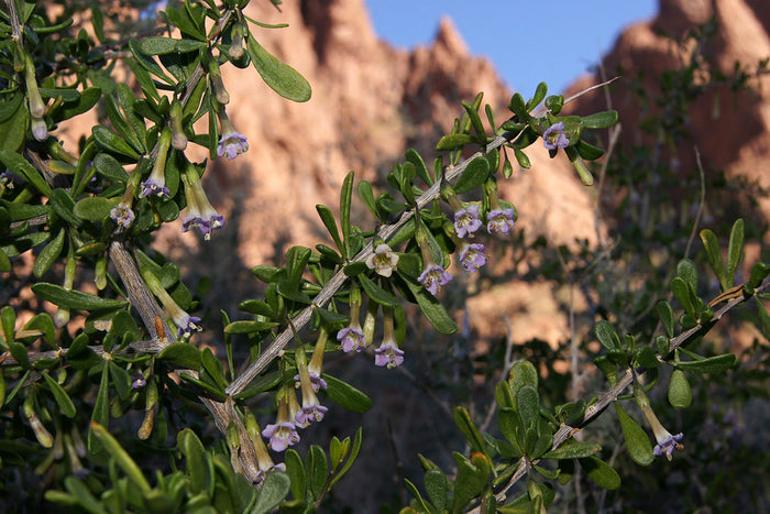 Desert Wolfberry Lycium andersonii 100 Seeds