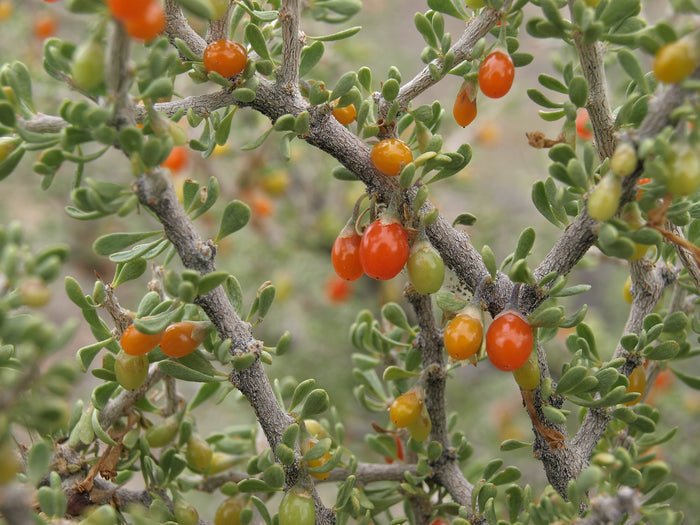 Desert Wolfberry Lycium andersonii 100 Seeds