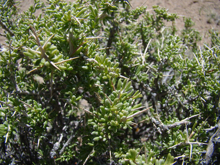 Desert Wolfberry Lycium andersonii 100 Seeds