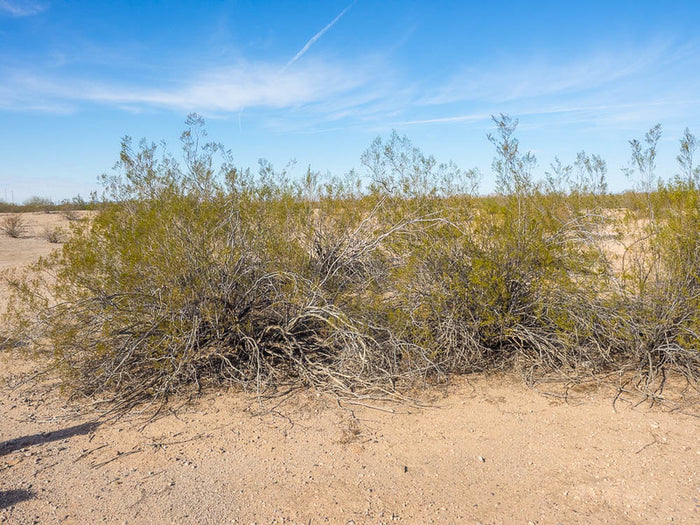 Desert Wolfberry Lycium andersonii 100 Seeds