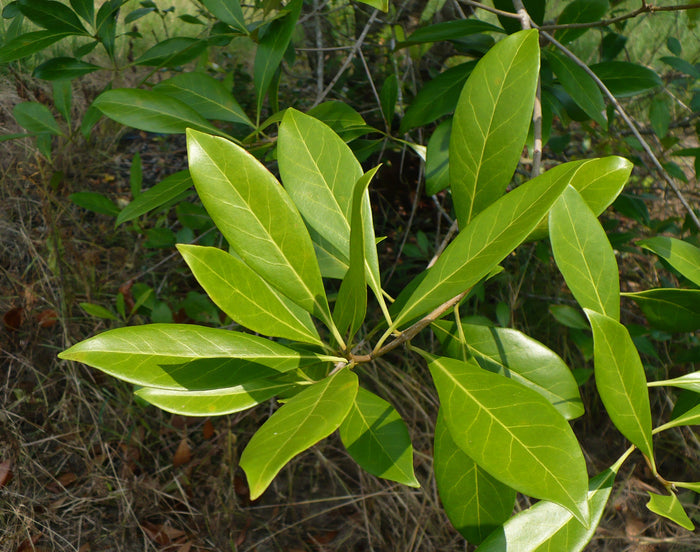 Devilwood   10 Seeds   Wild Olive   Osmanthus americanus