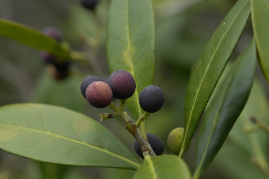 Devilwood   10 Seeds   Wild Olive   Osmanthus americanus