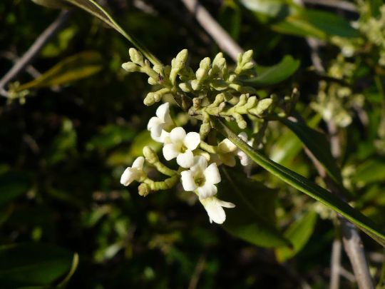 Devilwood   10 Seeds   Wild Olive   Osmanthus americanus