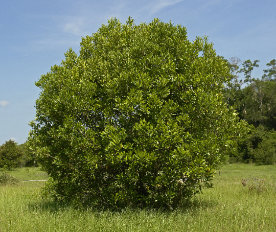 Devilwood   10 Seeds   Wild Olive   Osmanthus americanus