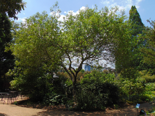 Devilwood   10 Seeds   Wild Olive   Osmanthus americanus