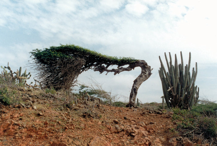 Divi Divi Tree  5 Seeds  Caesalpinia coriaria