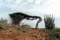 Divi Divi Tree  5 Seeds  Caesalpinia coriaria