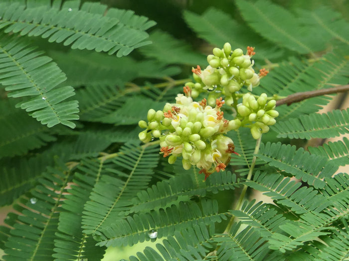 Divi Divi Tree  5 Seeds  Caesalpinia coriaria