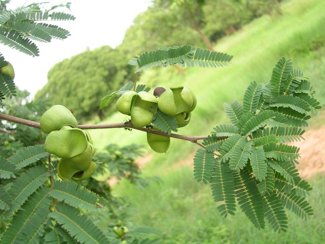 Divi Divi Tree  5 Seeds  Caesalpinia coriaria