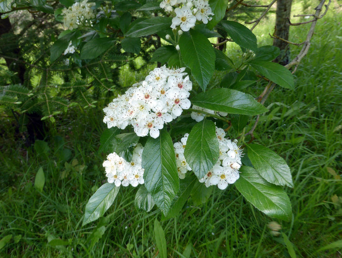 Dotted Hawthorn Flowering Tree 20 Seeds Crataegus punctata
