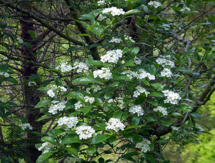 Dotted Hawthorn Flowering Tree 20 Seeds Crataegus punctata