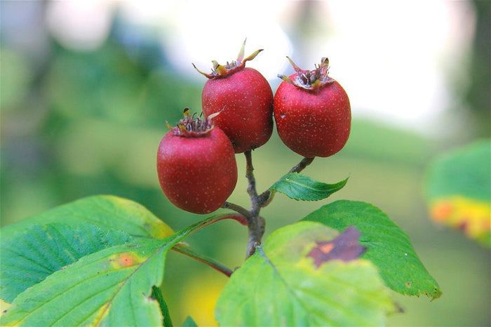 Dotted Hawthorn Flowering Tree 20 Seeds Crataegus punctata