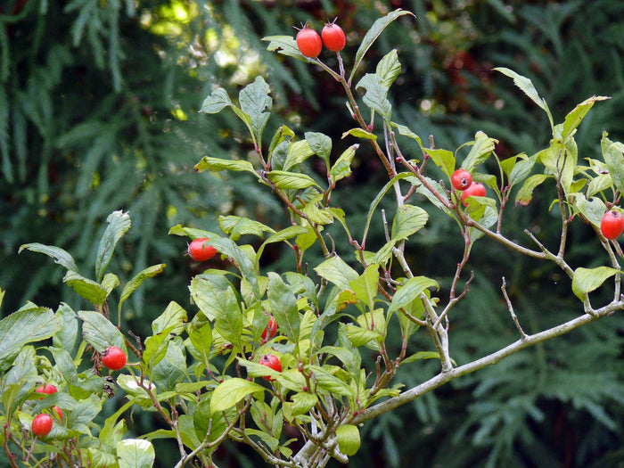 Dotted Hawthorn Flowering Tree 20 Seeds Crataegus punctata